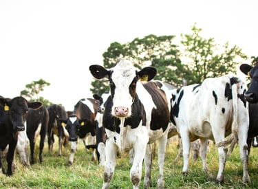 A herd of black and white Holstein dairy cows grazing in a lush green pasture at sunset.