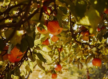 Ripe red apples hang heavy on branches in an sunlit orchard, ready for harvest, highlighting autumn's bounty.