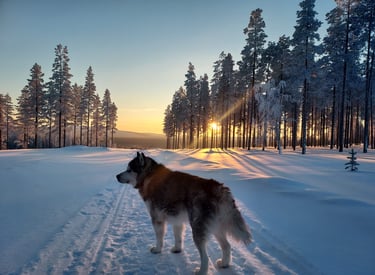 Un malamute d'Alaska se tenant sur une piste enneigée au lever du soleil, entouré de sapins enneigés