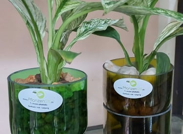 Zwei Hydropflanzengläser mit Einblatt variegatata