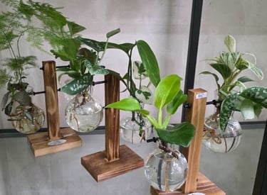 Hydropflanzen ohne Substrat im Glas auf Holzgestell