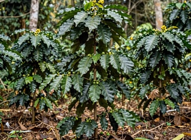 Students learning practical skills like farming and construction in the jungle.