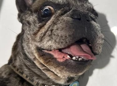 Un feliz Bulldog Francés atigrado con la boca abierta y la lengua afuera mirando a la cámara.