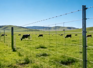 Pasture fence (with barbed wire top) enclosing grazing cattle; part of a ranch fencing project.
