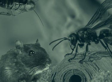 Extermination nuisibles