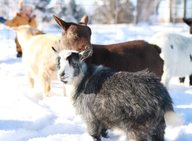 Private farm tour and goat milking