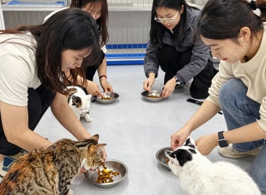 A volunteer handing a bag of fresh cat food to a licensed stray cat care group.