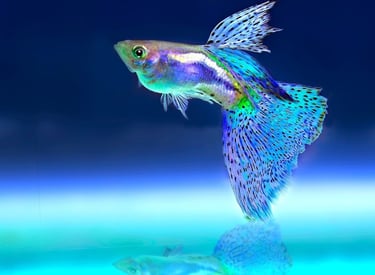 Studio-bred neon guppies and ornamental fish raised for health in high color