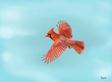 Northern Red Cardinal flying against a sky background