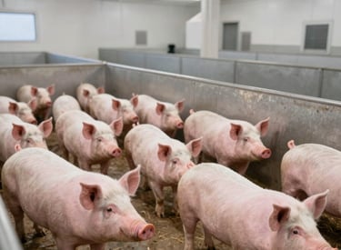 A friendly South Carolina farmer inspecting healthy pigs in a sunny pasture.