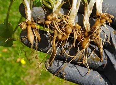 Nuvia Fat Burner Ingredient Celandine Root