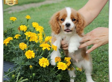 Sleepysong Kennel Cavalier King Charles male puppy