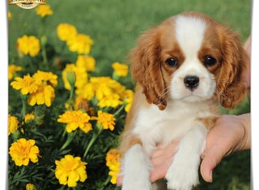 Sleepysong Kennel Cavalier King Charles Litter ''D'' Female