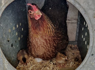 hen in a nesting box with baby chicks and eggs