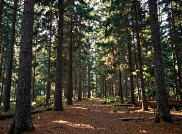 A wide-angle photography shot of a serene Canadian evergreen forest with soft sunlight streaming through the canopy. The ground is covered in pine needles and soil brown earth. The atmosphere is peaceful, grounded, and expansive.