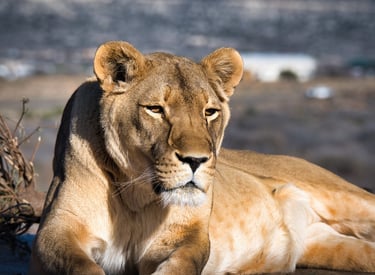 A golden female African lioness resting in the sunlight with a blurred wilderness background.