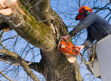 tree trimming services in St.Tammany Parish