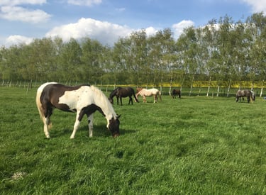 A herd of horses grazes in a lush green meadow near a line of birch trees under a blue sky.