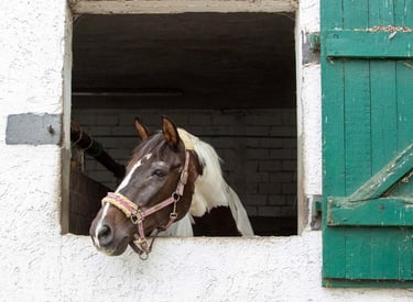 A brown and white horse looks out from a white stable window next to a green wooden door.