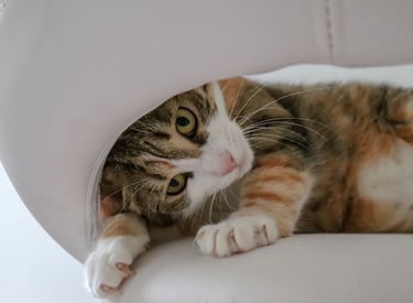 Rede de proteção para gatos com malha resistente instalada em janela de apartamento
