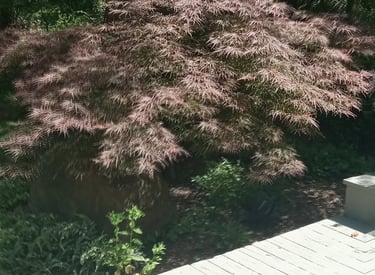 Trimming a small Japanese maple tree in High Falls, NY