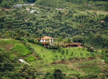 A scenic hillside coffee plantation in Colombia featuring lush green crops and a traditional farmhouse.