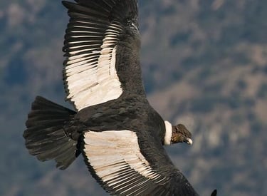 An Andean condor soaring with majestic black and white wings spread over a mountain landscape.
