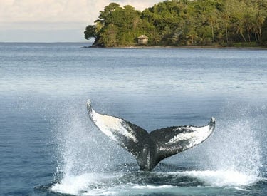 A humpback whale tail splashes in tropical blue water near a lush green island coastline.