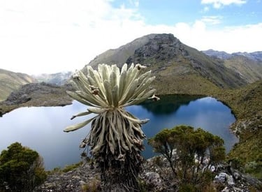 A native Frailejon plant overlooks a high-altitude glacial lake in the Andes Mountains.