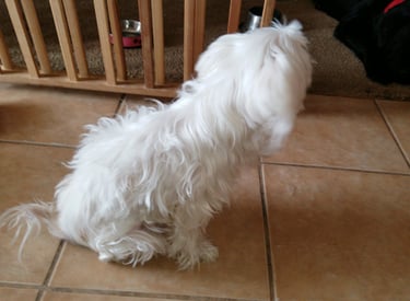 White Maltese Puppy sitting on Floor in Houston, Texas
