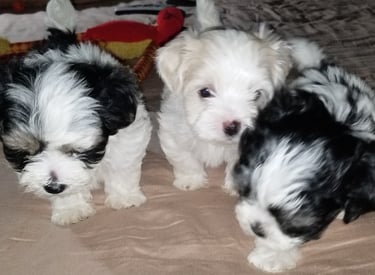 two Black and White Mal-Shi & One White Maltese Puppy togther