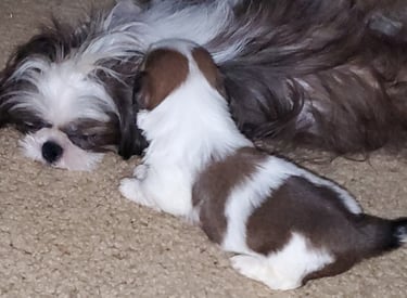 Shih-Tzu Mom and Mal_shi Puppy sleeping on Floor.