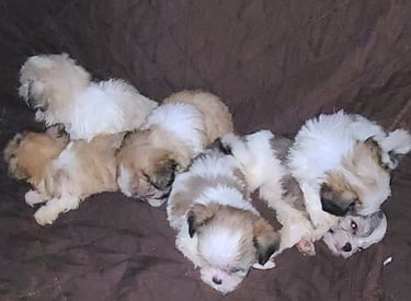 Five Registered Designer Breed Mal-Shi Pups laid on Brown blaket