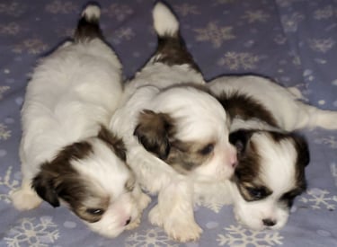 Three Designer Breed Mal-Shi Puppies on bed together.