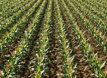 Illustration of a tractor moving efficiently across a field with minimal overlap.