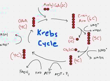 Krebs cycle