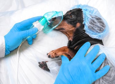 A dog at the surgery