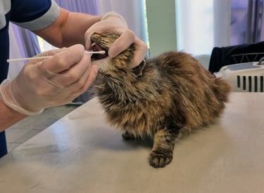 A cat ready for a PCR