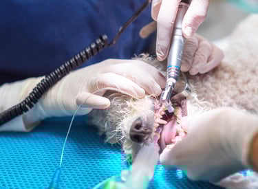 A dog at dentist's