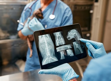 Doctors looking at pet x rays