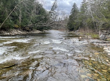 a stream running through a forest with trees and rocks