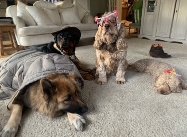 three dogs are sitting on the carpet in a living room