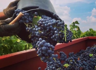 Винодельня Château des Roques - nvwine.fr