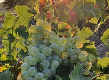 Винный дом Эпино - nvwine.fr