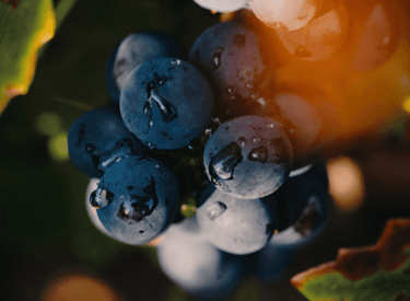 Винодельня Champagne Bonnet - Les Riceys - nvwine.fr