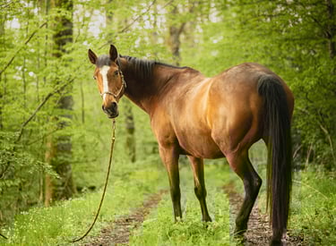 shooting cheval en foret
