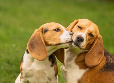 deux jeune beagle ( une 6mois et l'autre de 2 ans)dans leur jardin