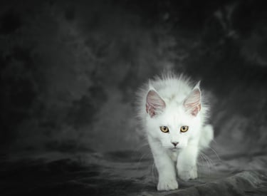 shooting eleveur Maincoon