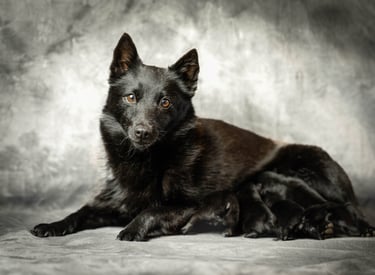 a black dog is laying down on a gray background