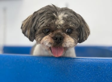 toilettage bain petit chien